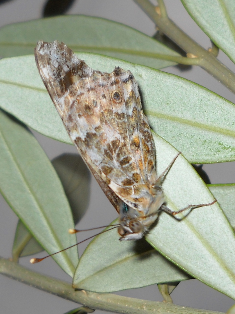 Vanessa cardui