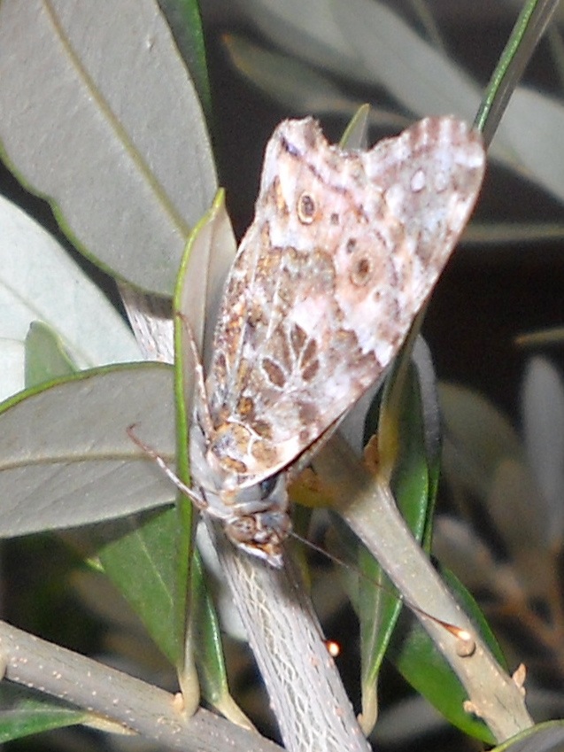 Vanessa cardui