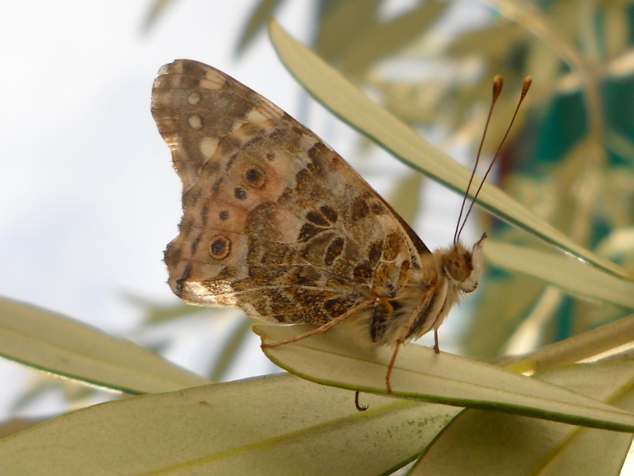 Vanessa cardui