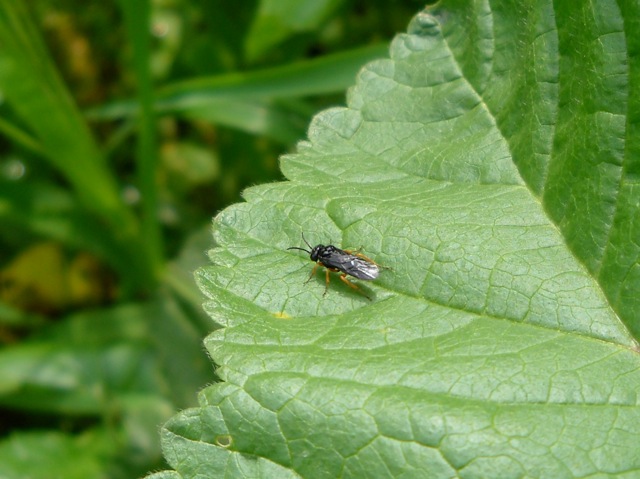 Tenthredinidae o Argidae?