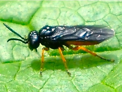 Tenthredinidae o Argidae?
