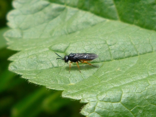Tenthredinidae o Argidae?