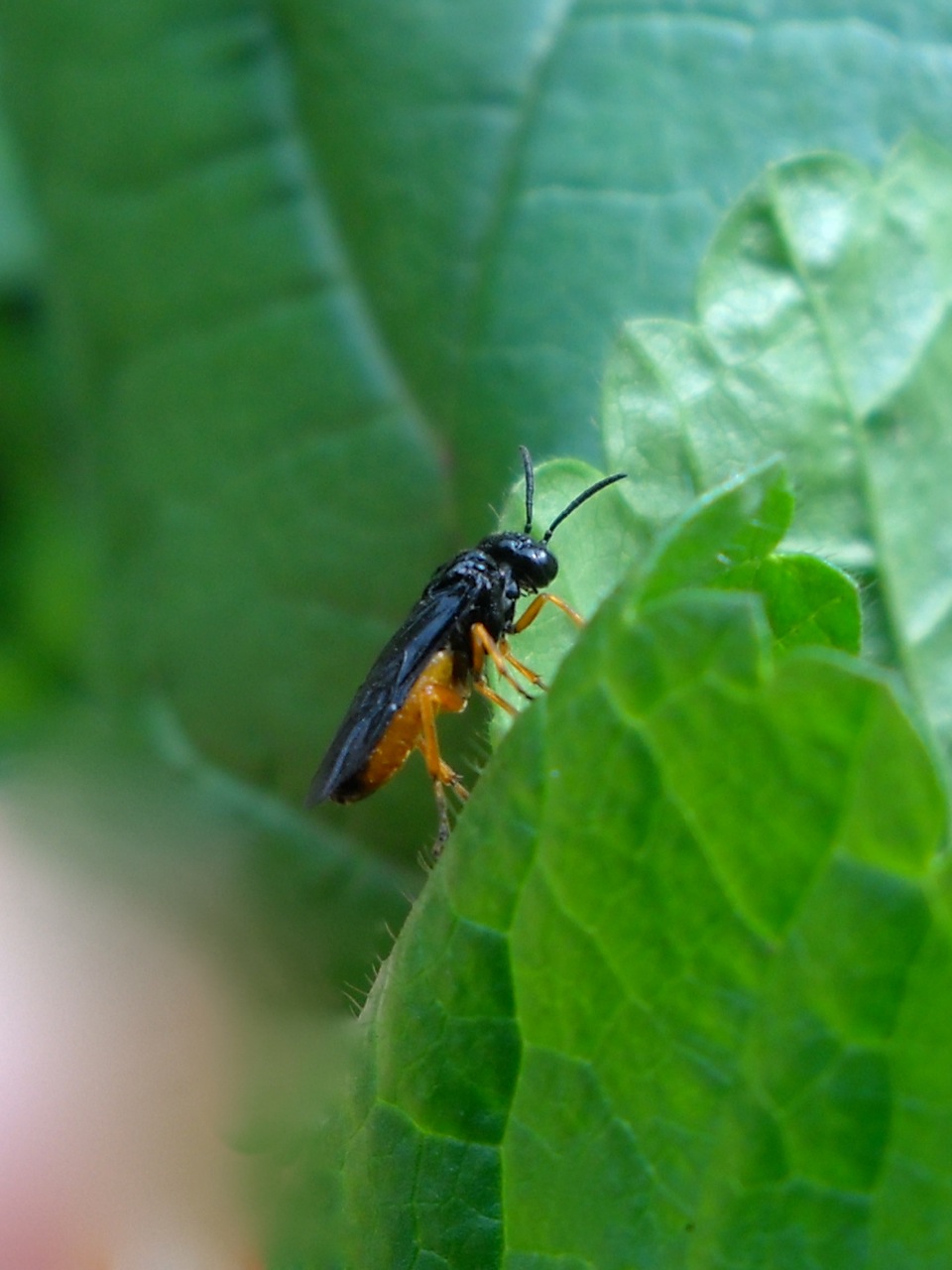 Tenthredinidae o Argidae?