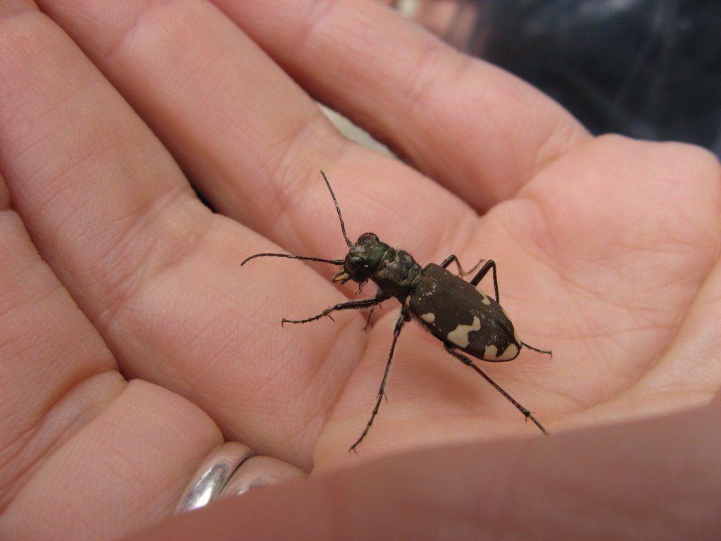 Cicindela sylvicola (Carabidae)