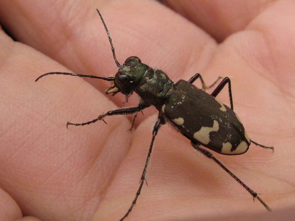 Cicindela sylvicola (Carabidae)