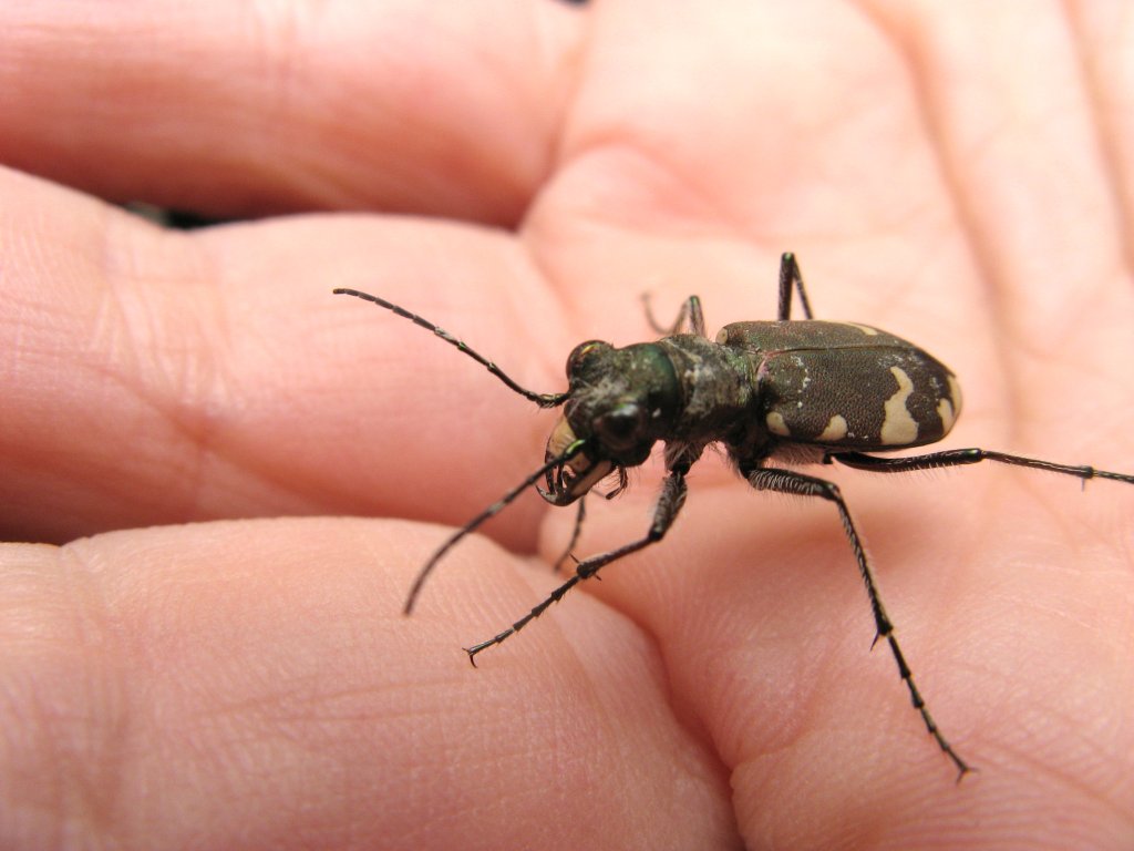 Cicindela sylvicola (Carabidae)