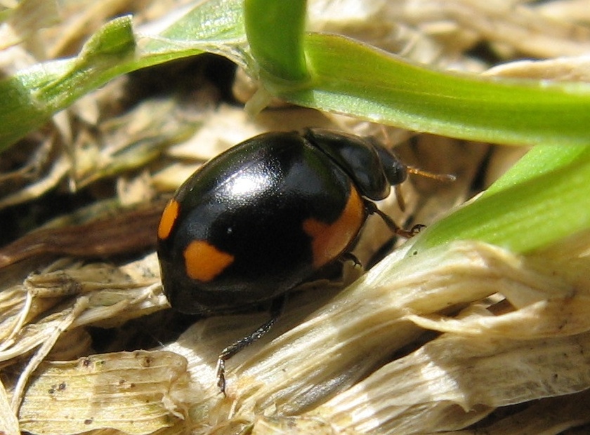 Exochomus quadripustulatus, Coccinellidae