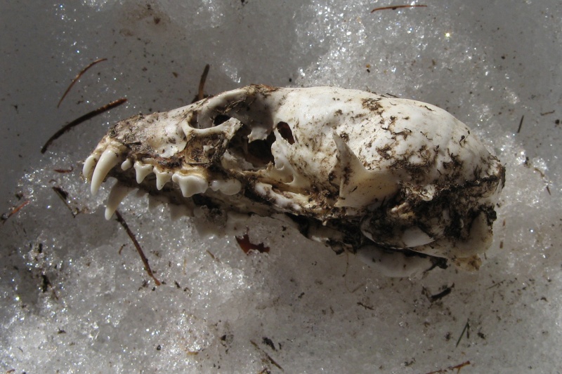 cranio di carnivoro