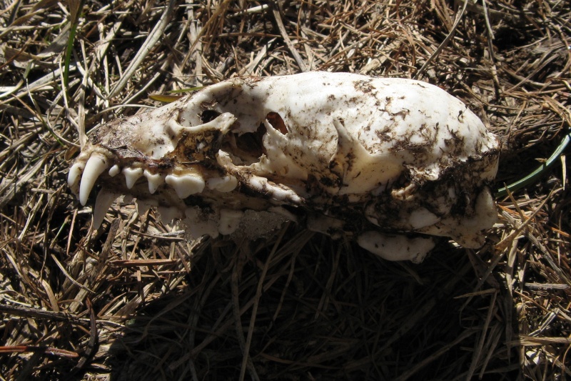cranio di carnivoro