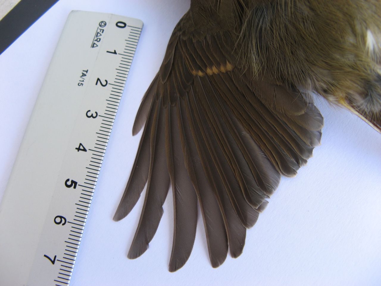 Penne e piume:  Pettirosso  -  Erithacus rubecula