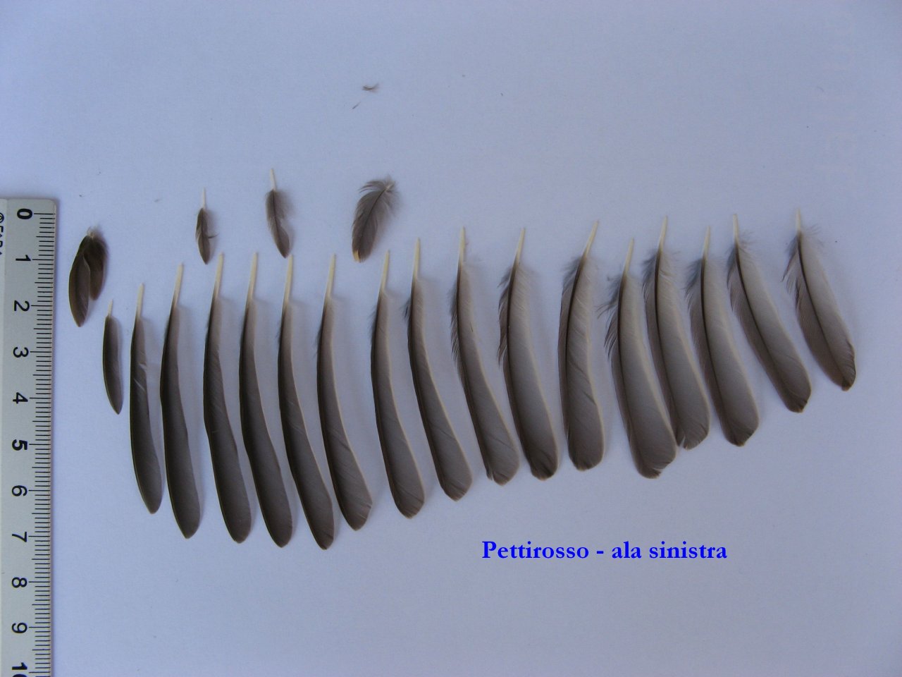 Penne e piume:  Pettirosso  -  Erithacus rubecula