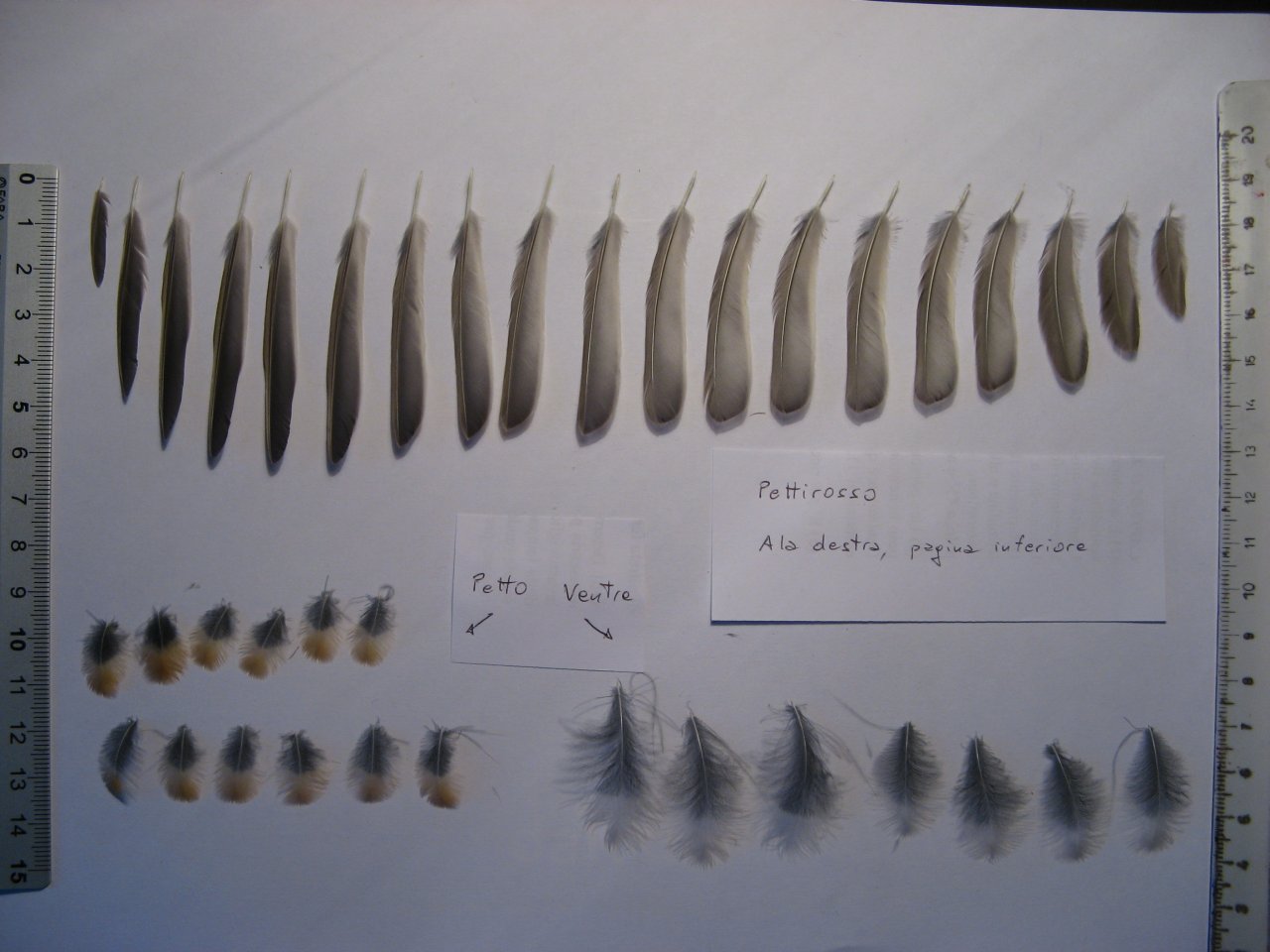 Penne e piume:  Pettirosso  -  Erithacus rubecula