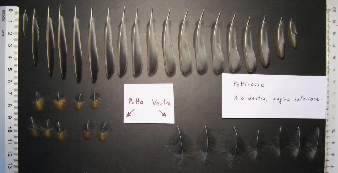 Penne e piume:  Pettirosso  -  Erithacus rubecula