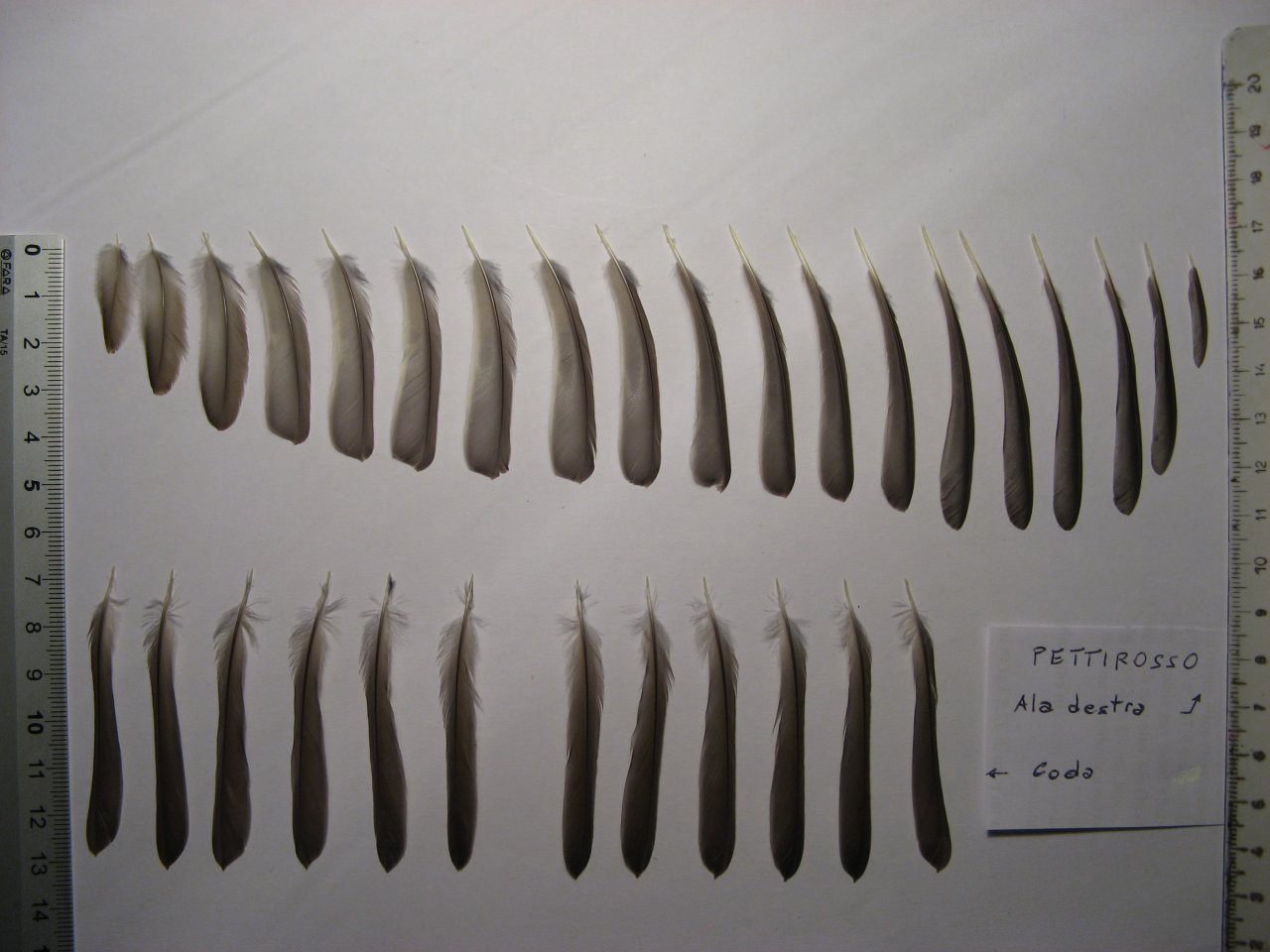 Penne e piume:  Pettirosso  -  Erithacus rubecula