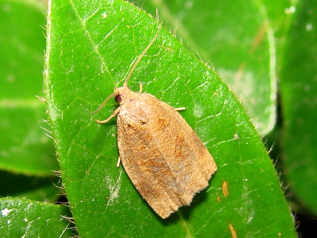 Aiuto identificazione Tortricidae