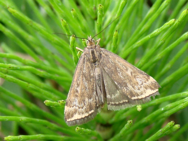 Phaiogramma etruscaria e Loxostege sticticalis