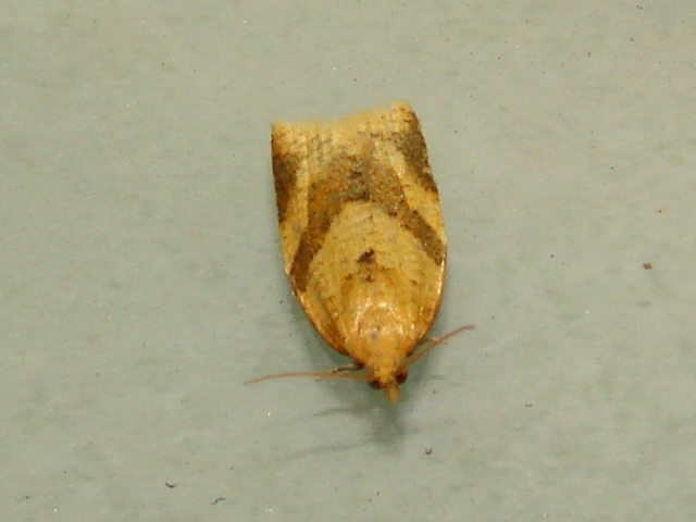 4 farfalle