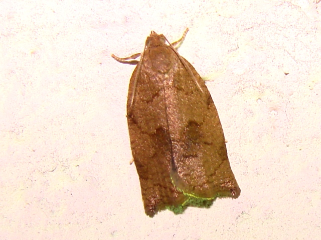 Aiuto identificazione Tortricidae