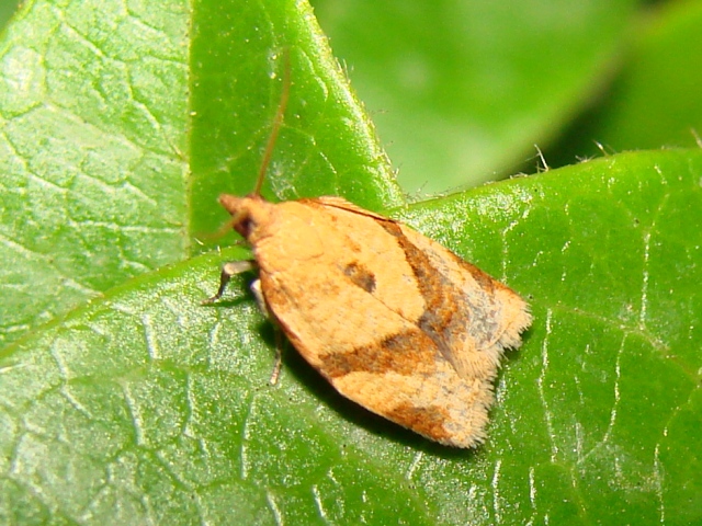 Aiuto identificazione Tortricidae