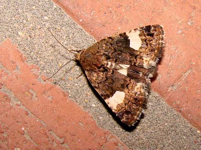 Tyta luctuosa