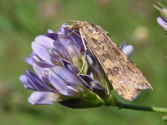 Nomophila noctuella ?