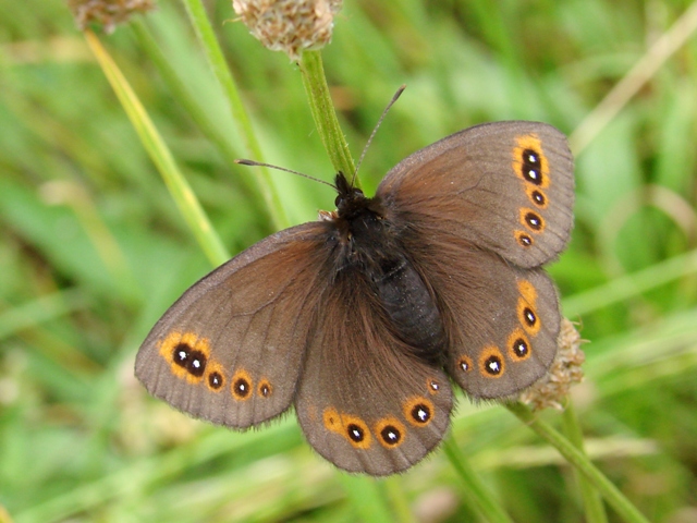 Erebia medusa
