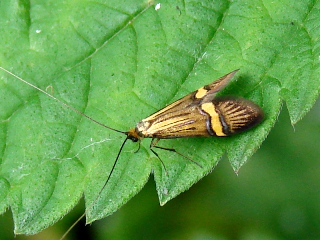 da identificare - Nemophora degeerella