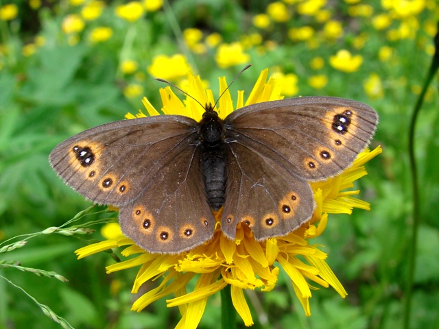 Erebia medusa