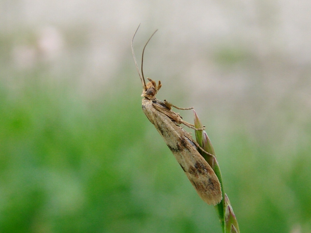 Homoeosoma sinuella ?