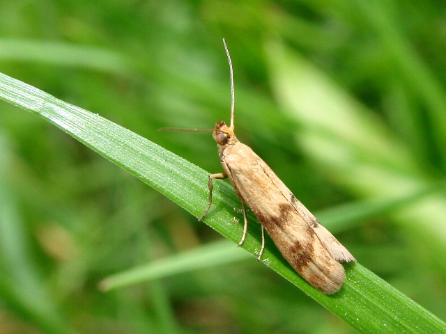 Homoeosoma sinuella ?