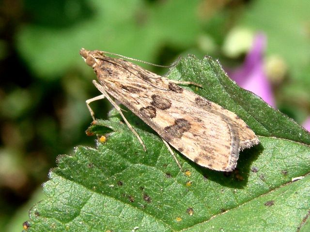 Nomophila noctuella ?