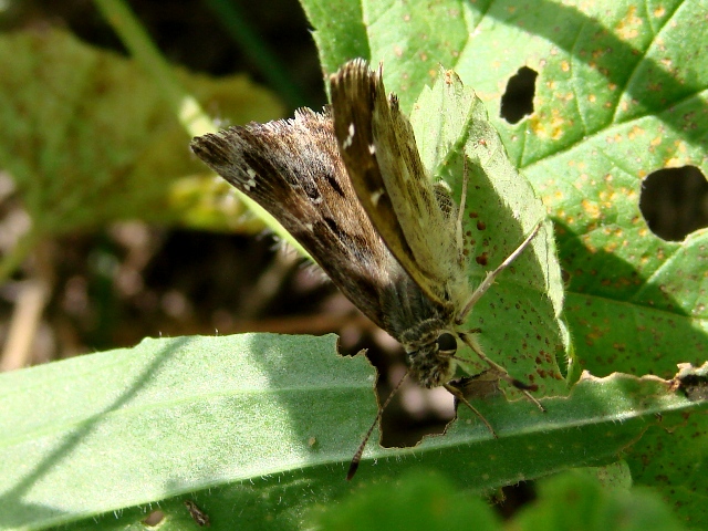 Carcharodus alceae ?