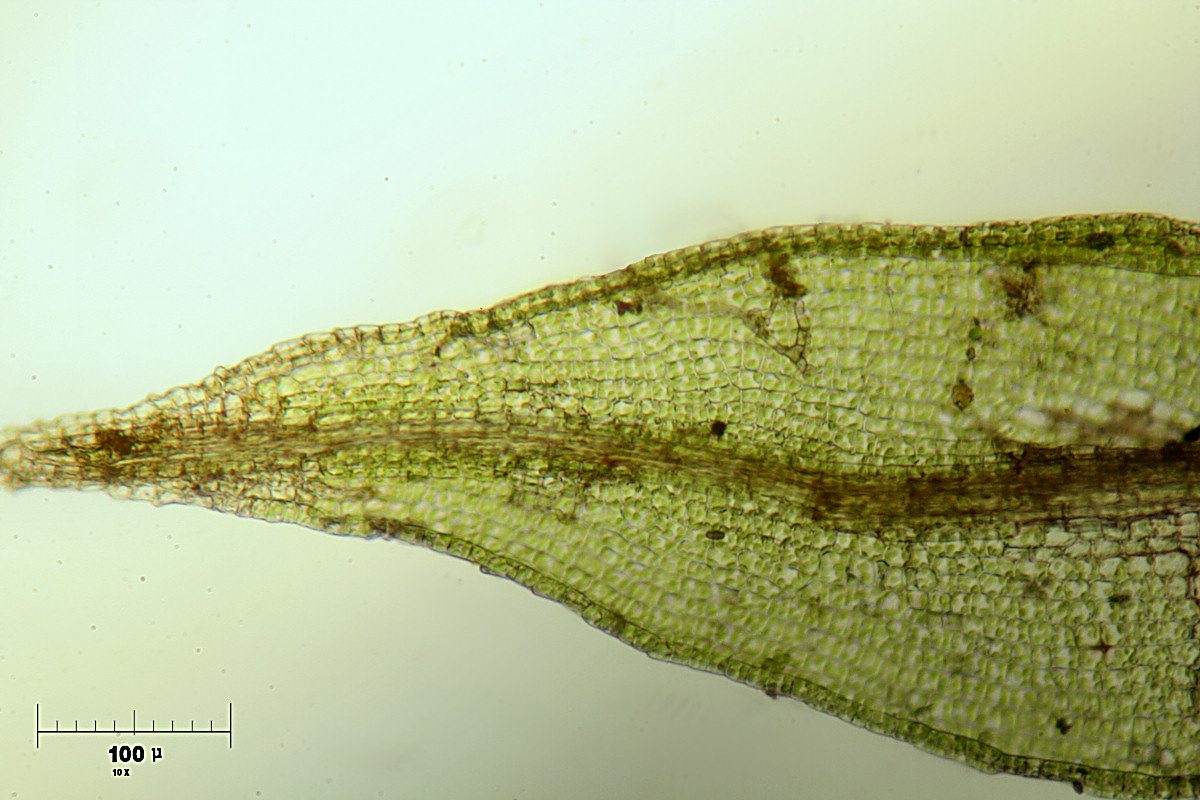 cellule d''erba