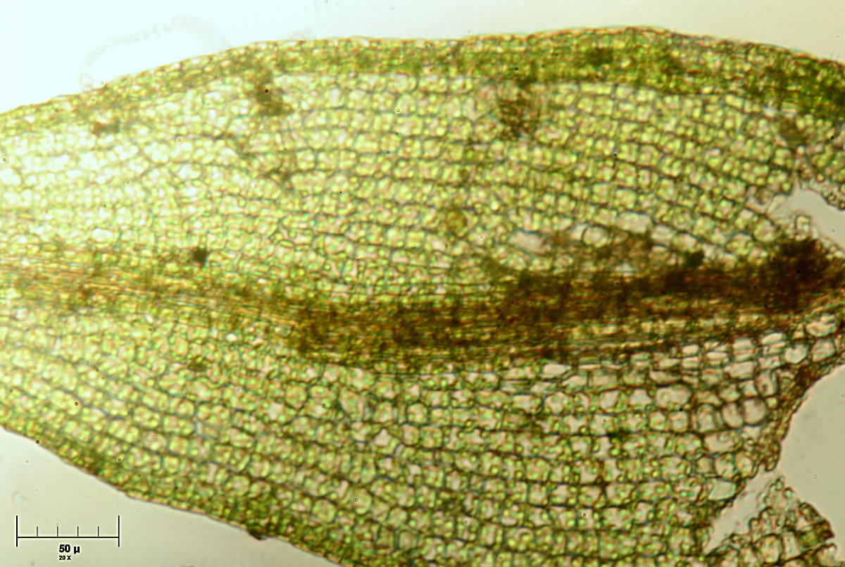 cellule d''erba