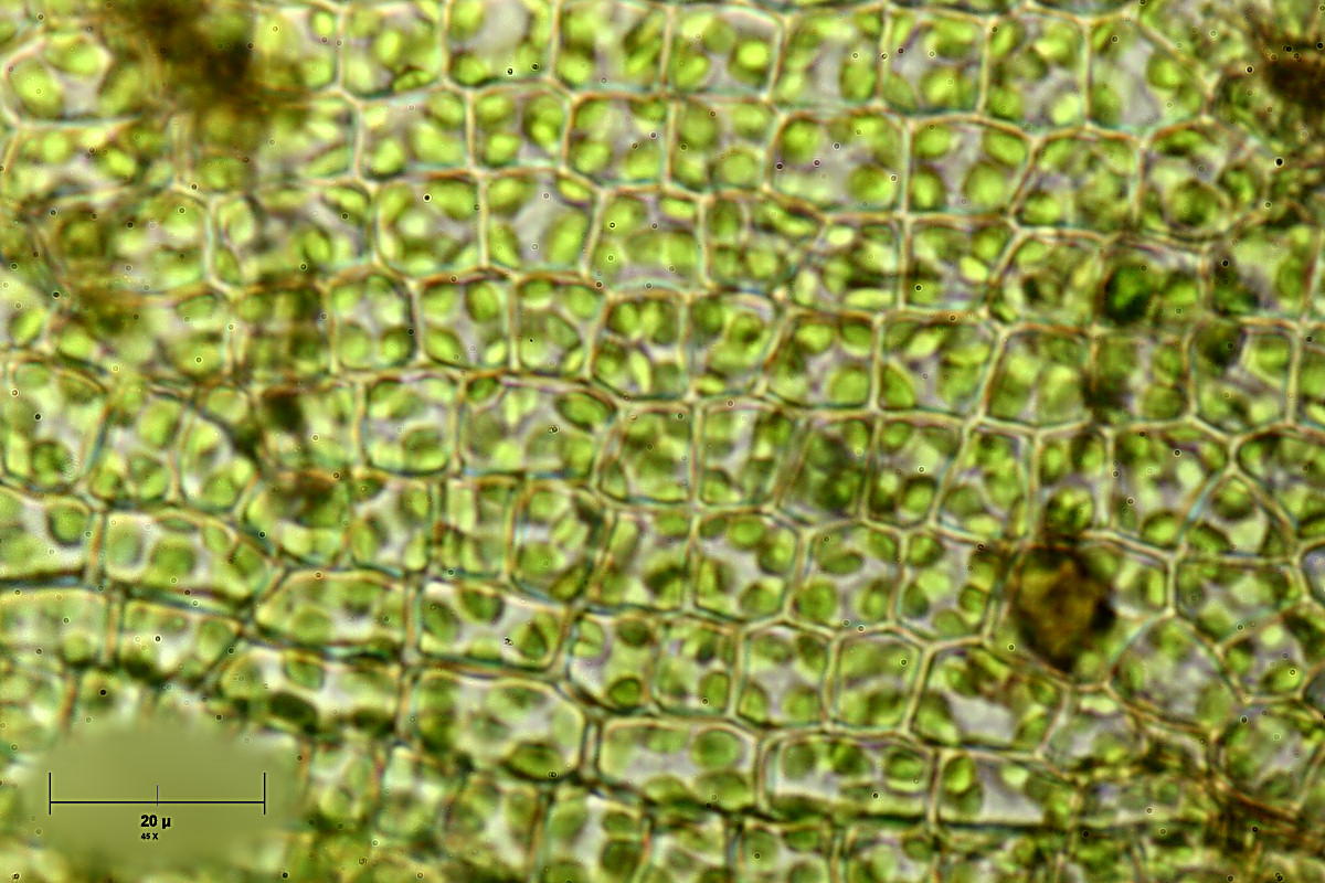 cellule d''erba