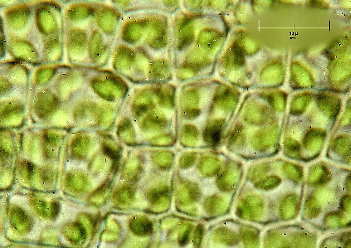 cellule d''erba
