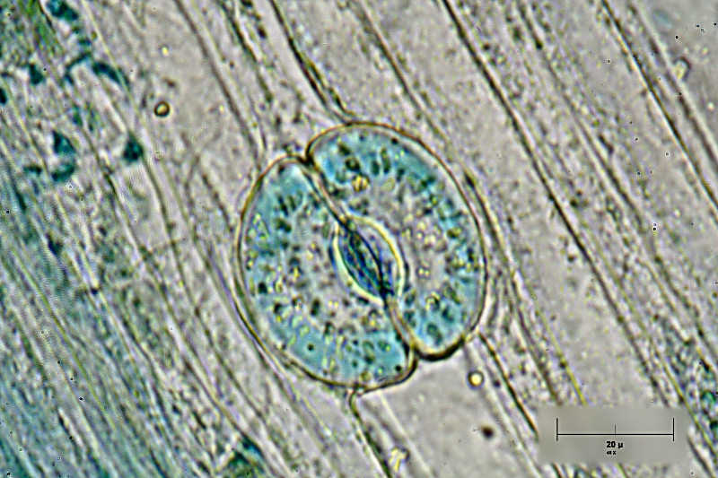 stoma di bucaneve