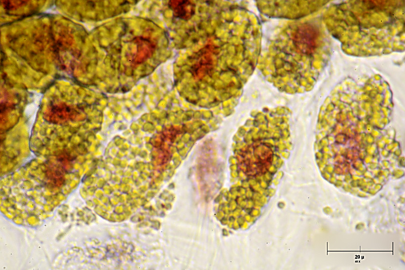 cloroplasti di narciso