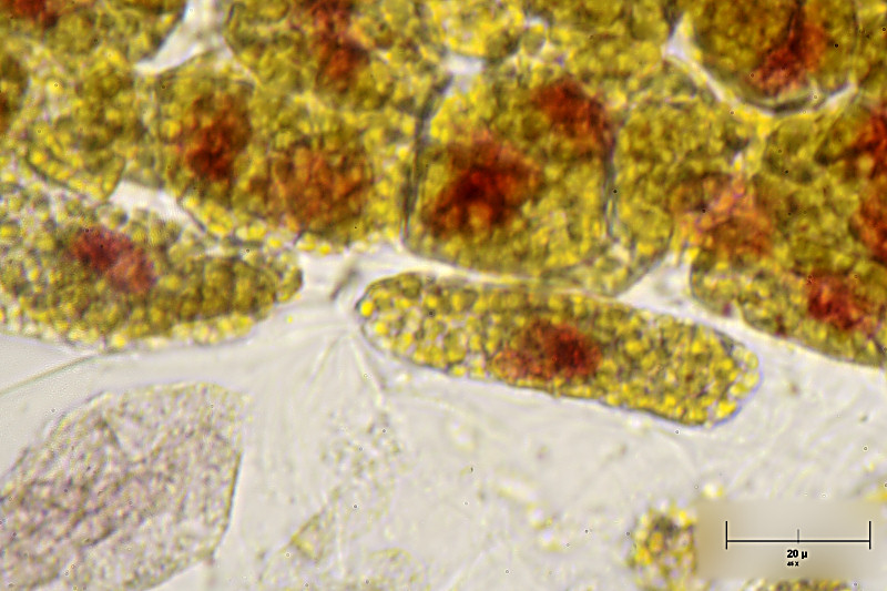 cloroplasti di narciso