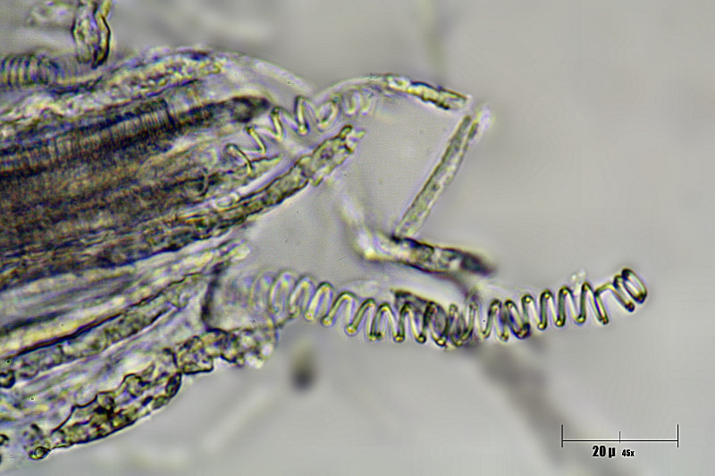 Rosa -  tracheide spiralata