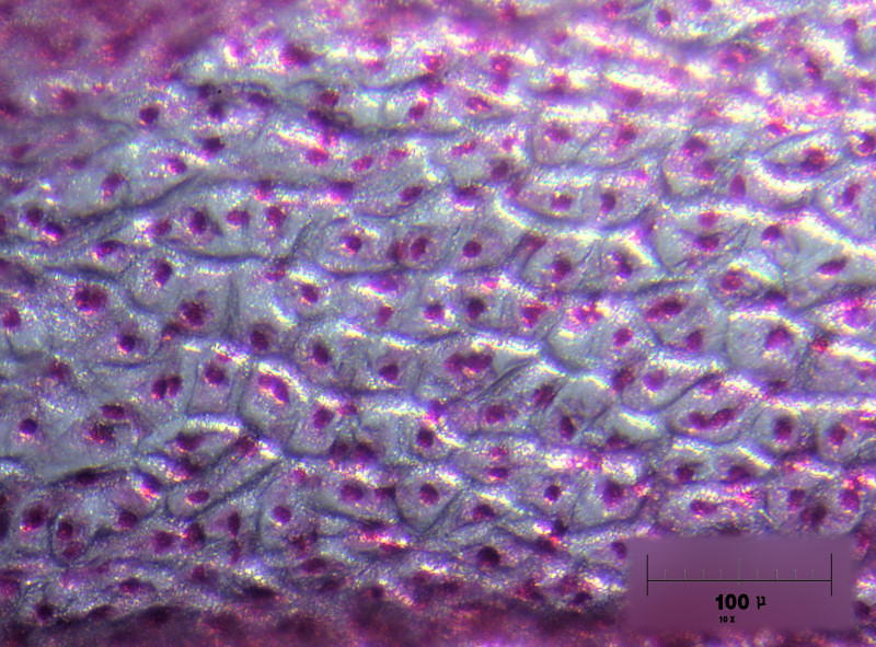 epidermide petali giacinto