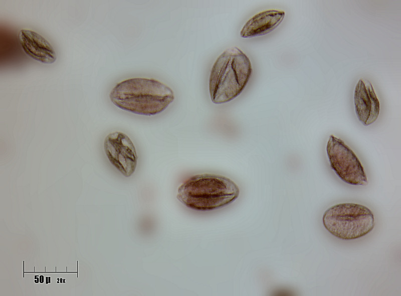 germinazione polline