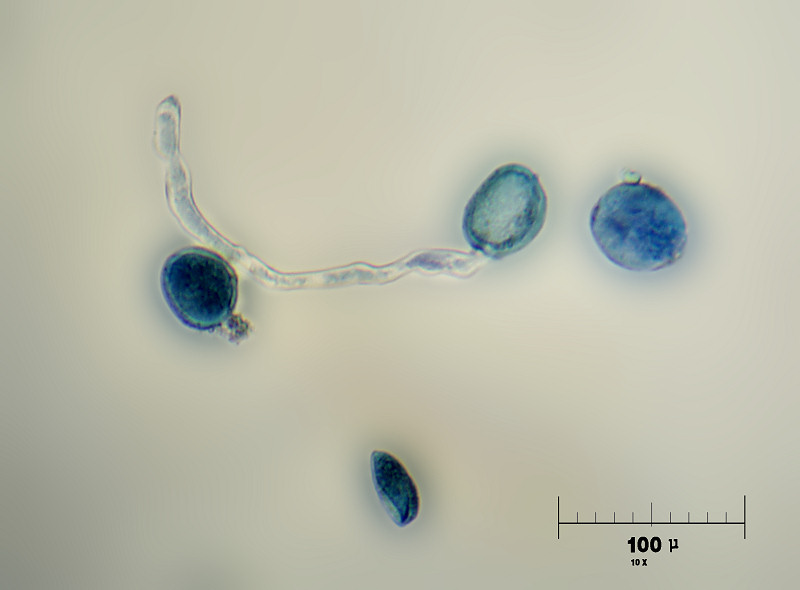 germinazione polline