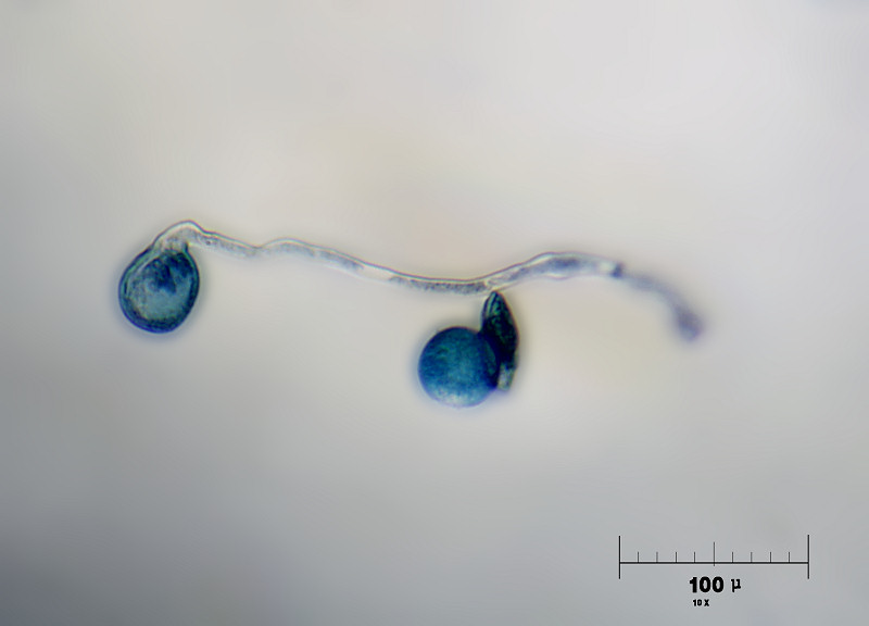 germinazione polline