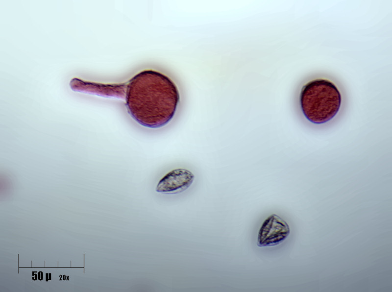 germinazione polline