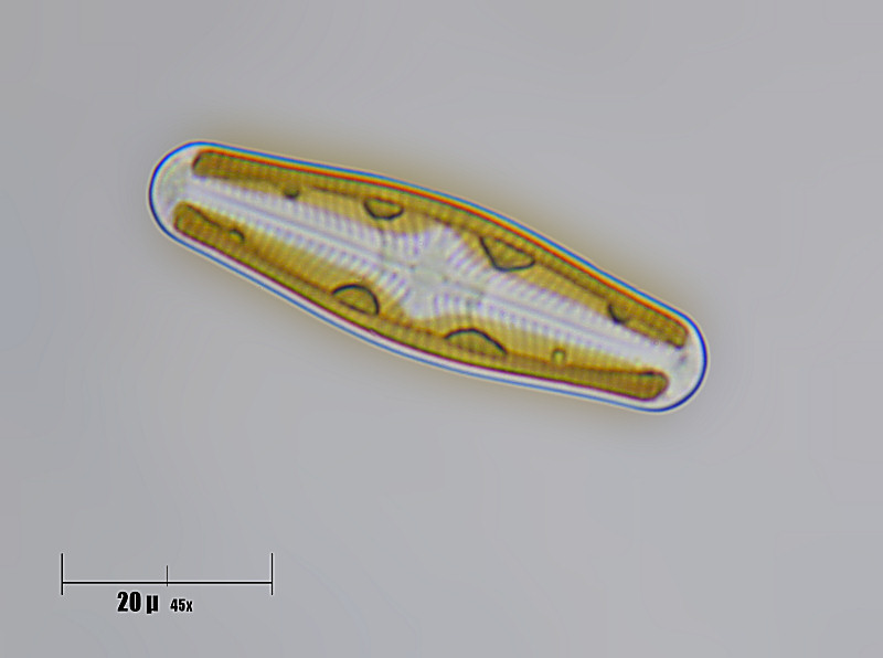 navicula pupula ?