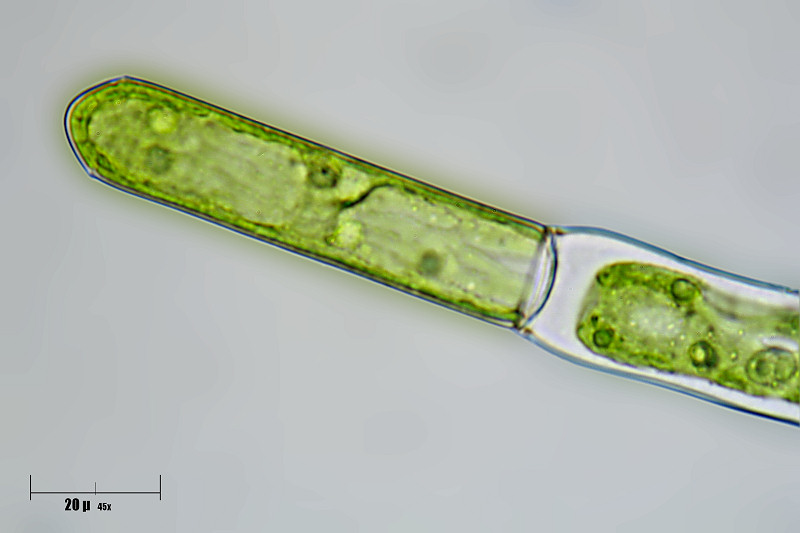 alga da identificare