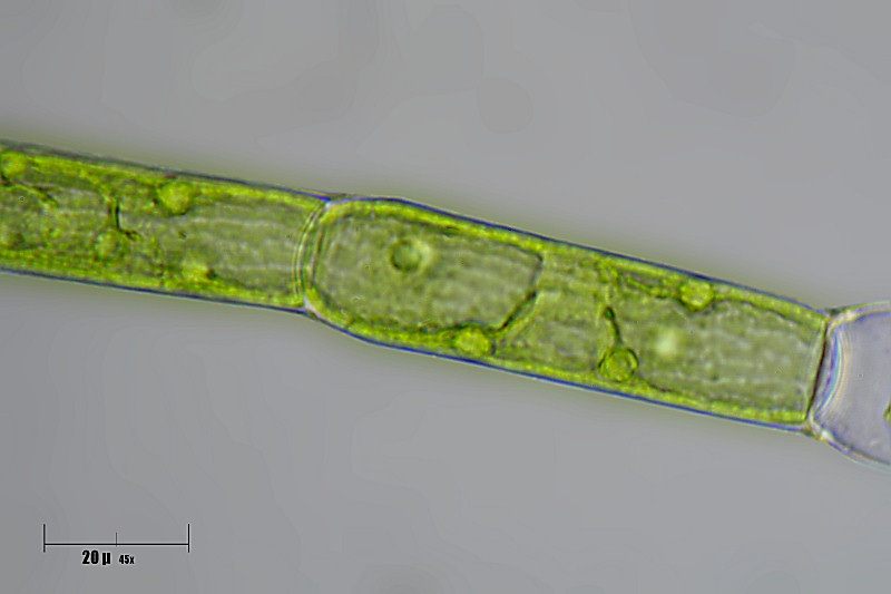 alga da identificare
