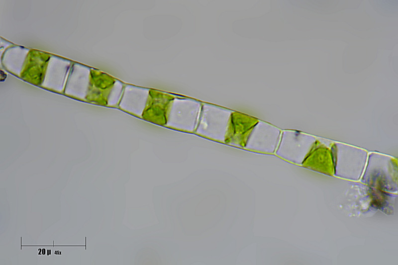 alga da identificare 2