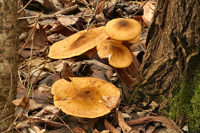 armillaria mellea ?